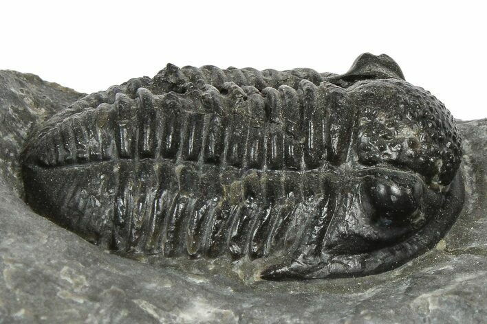 Detailed Gerastos Trilobite Fossil - Morocco #372449